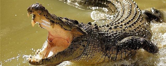 В Китае археологи обнаружили кости древнего крокодила