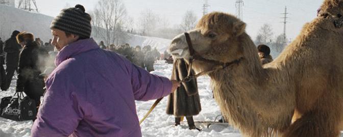 Шаманы заплатят штраф в 3 тысячи рублей за жертвоприношение верблюдов