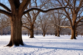 Прокуратура вернула 7 гектаров векового леса из частного владения в Рамонском районе