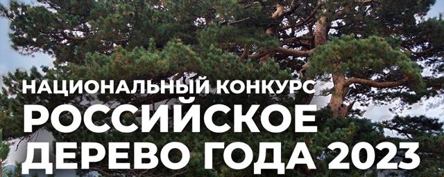 Сосне из Бердска не хватило голосов для победы в конкурсе «Российское дерево года 2023»