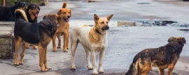 Областная прокуратура проверяет сообщения о бродячих собаках возле жилого дома в Новгороде