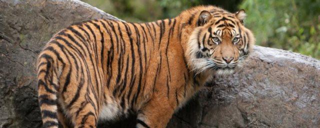 В зоопарке Нью-Йорка тигрица заразилась коронавирусом