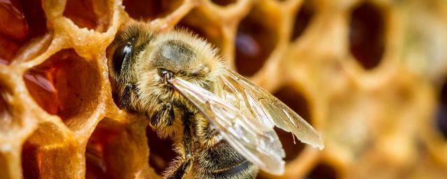 В России будут изменены правила содержания медоносных пчел