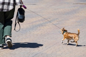 Россиянам напомнили о запрете выгуливать собак на детских площадках