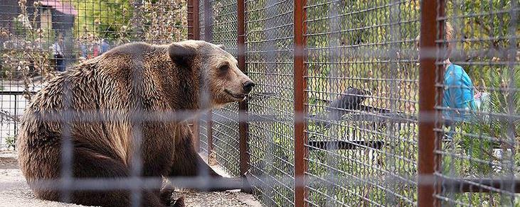 В Крыму владелец зоопарка намерен раздать или усыпить более 30 медведей
