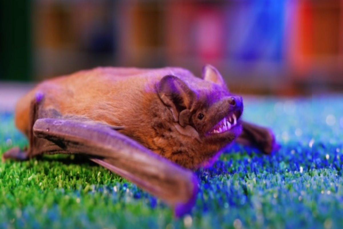 Ученые отследили происхождение грибка, нанесшего урон популяции летучих мышей в США