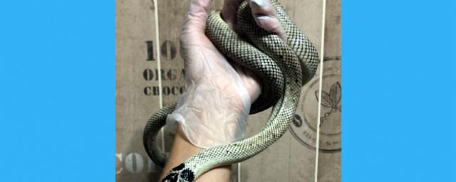 Видео: Новосибирец поймал на Затулинке калифорнийскую королевскую змею