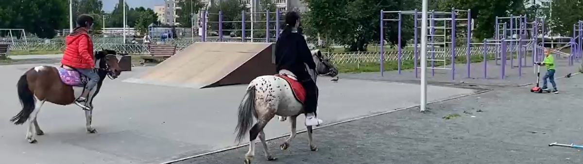 Лошади забежали на детскую площадку в Петрозаводске и чуть не затоптали малышей