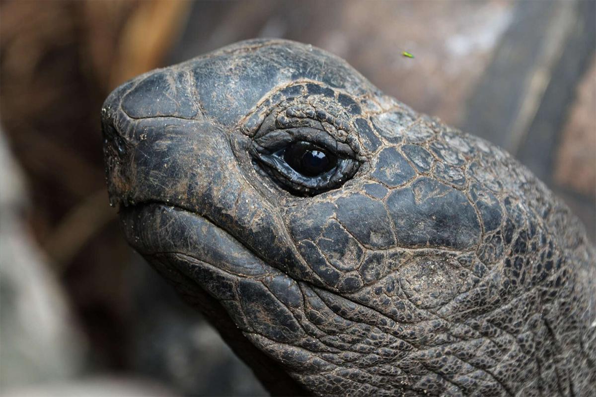 Упавшая с неба черепаха приземлилась на голову ребенку, он не выжил