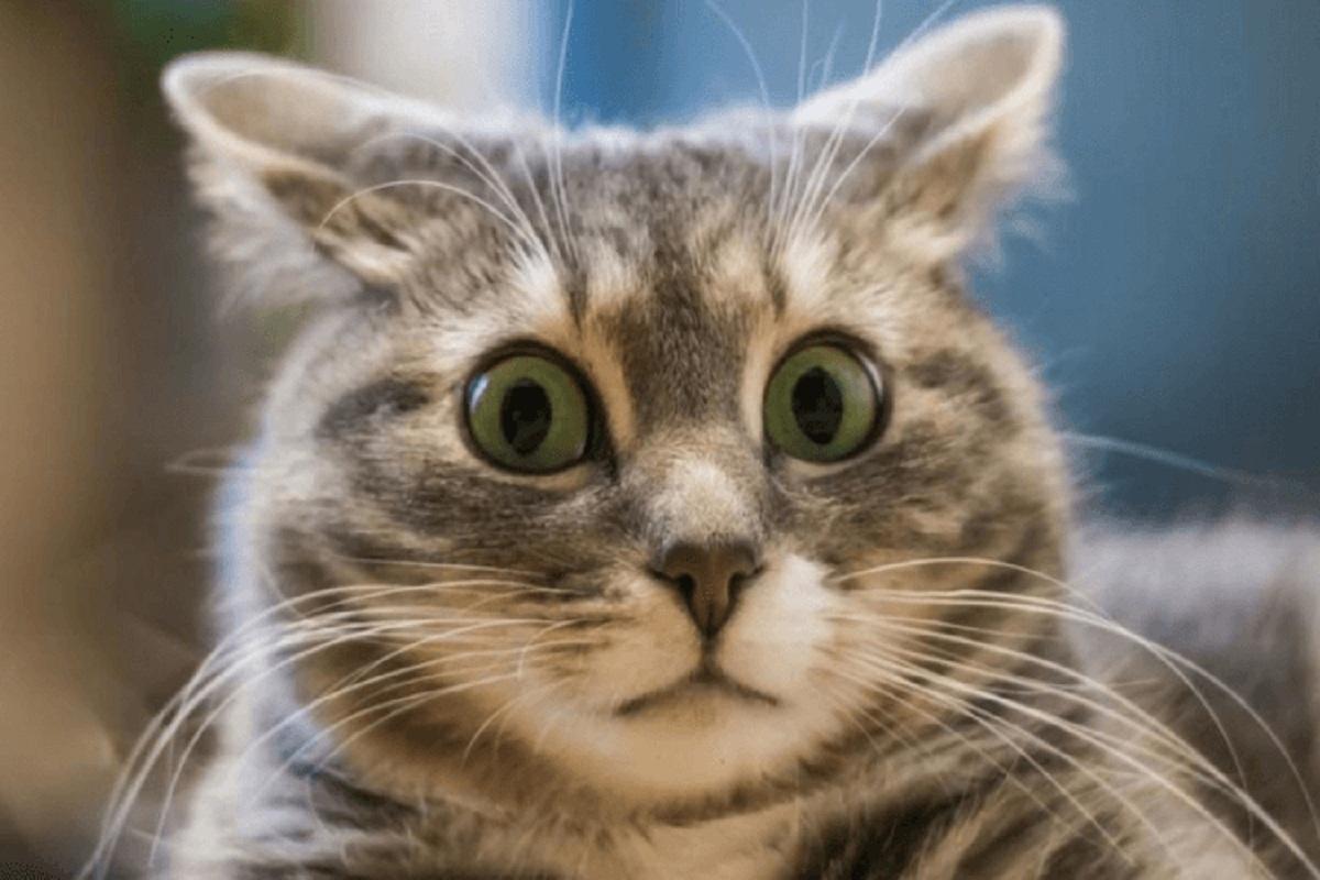 Ученые выяснили, что кошачья мимика может передать 276 различных эмоций