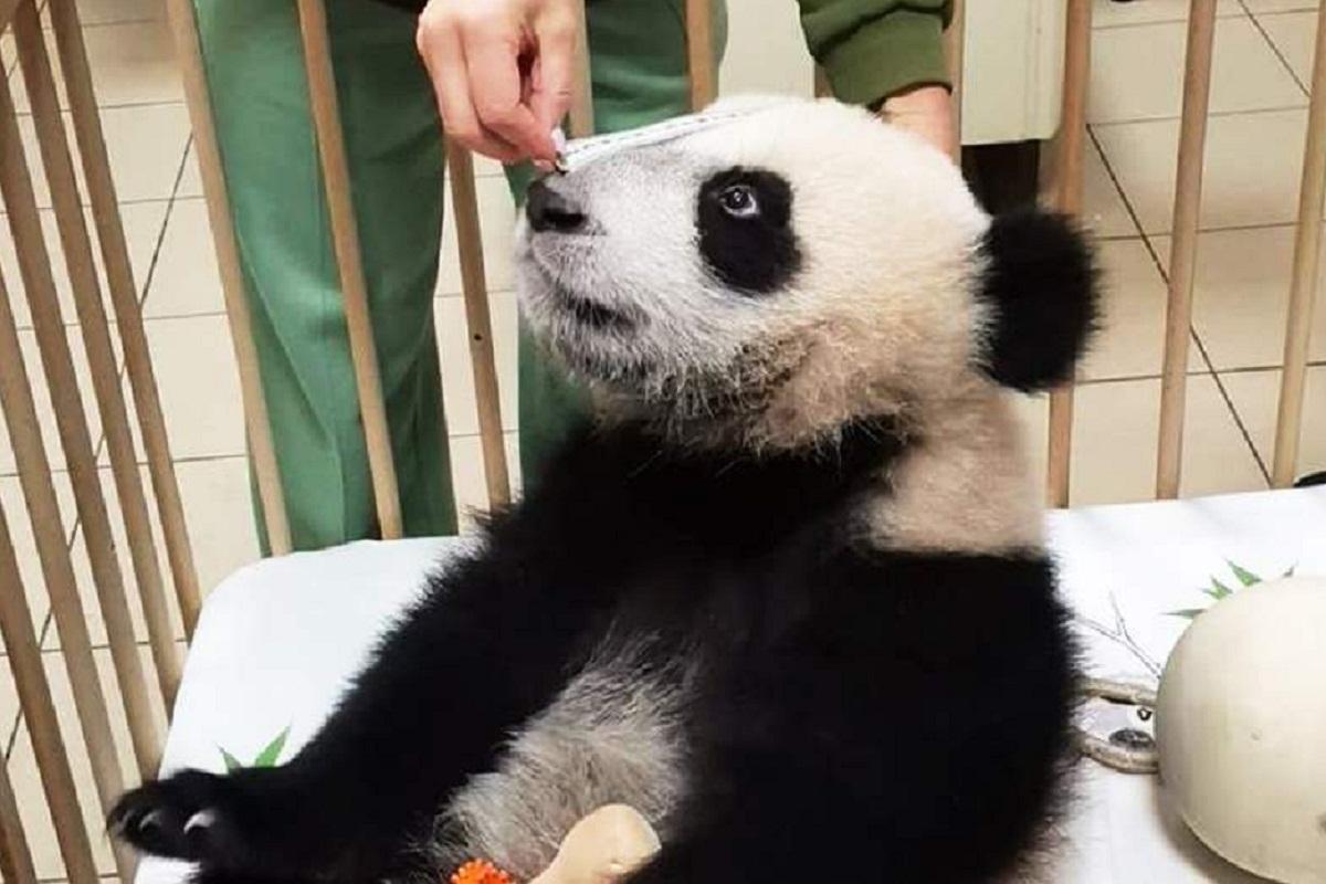 Директор Московского зоопарка Акулова рассказал о новых достижениях панды Катюши