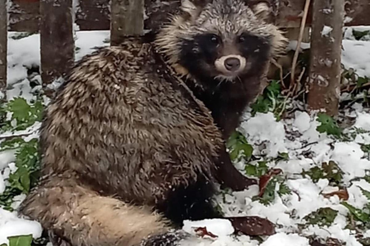 Енотовидные собаки осаждают курятники в новосибирской глубинке