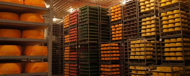В Томской области наладят производство сыра Грюйер