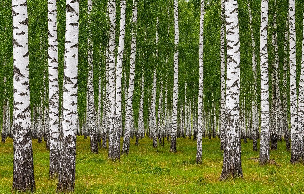 Стало известно, какие деревья чаще всего встречаются в Мордовии