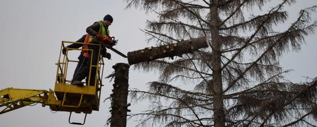 В центре Ульяновска проводят замену голубых елей