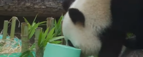 The Moscow Zoo celebrated the birthday of giant pandas - Video
