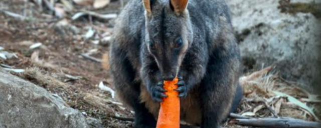 Голодающим австралийским животным начали сбрасывать еду с вертолетов