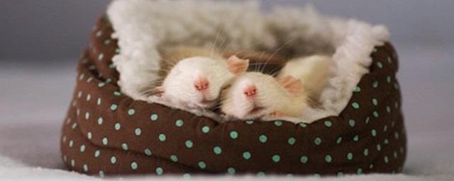 Ученые выявили в мозге мышей влияющие на сон гены‍