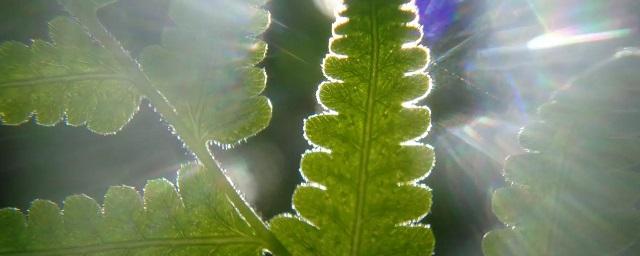 Американские химики создали искусственный фотосинтез в десять раз эффективнее природного