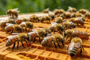 В 2026 году пчёл защитят от пестицидов законодательно