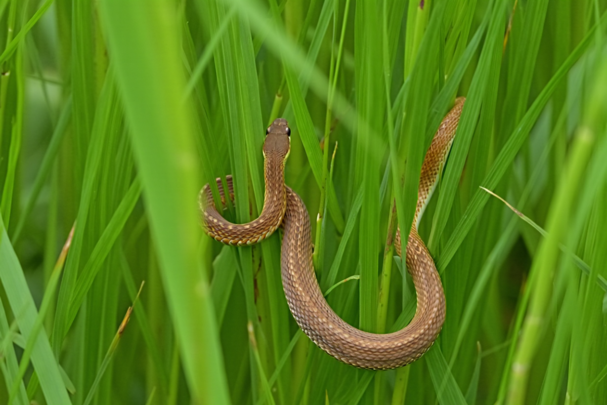 Отдых на природе закончился трагедией для жительницы Ульяновской области