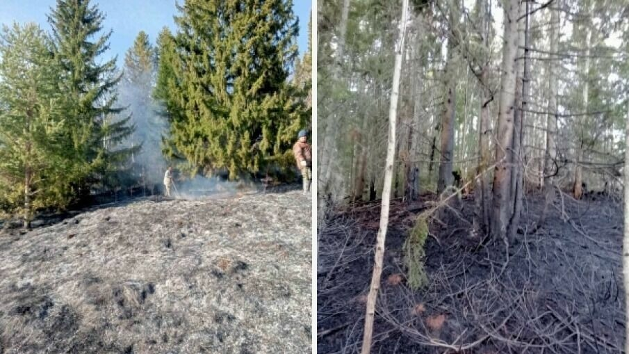 В Прикамье с начала сезона было зафиксировано 95 возгораний растительности в лесной зоне