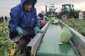 В Серпухове подходит к концу уборка урожая поздней капусты