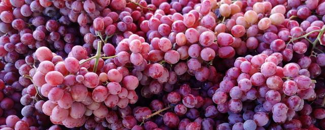 В Крыму в 2020 году собрали более 80 тысяч тонн винограда