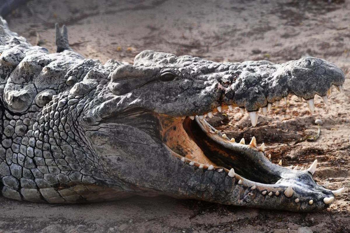 На Филиппинах крокодил съел мужчину, гулявшего в мангровых зарослях