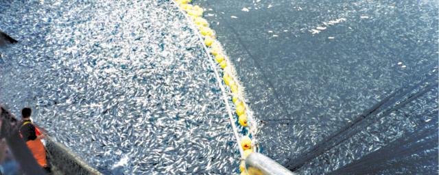 Учёные заявили, что современный климат ухудшит вылов рыбы на 10%