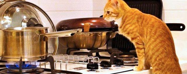 Красноярские подростки засунули кошку в раскаленную духовку