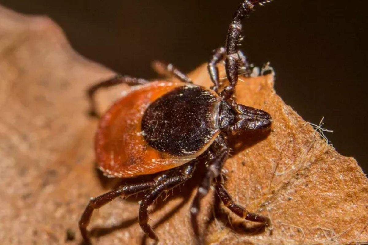 Жителей Красноярского края предупредили о высокой активности клещей