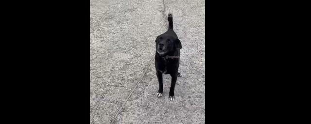 В Новороссийске во время ссоры мужчина натравил собаку на женщину с ребёнком