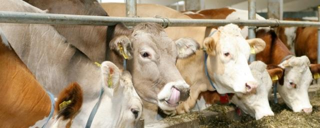 Производство молока в Липецкой области увеличилось на 9%