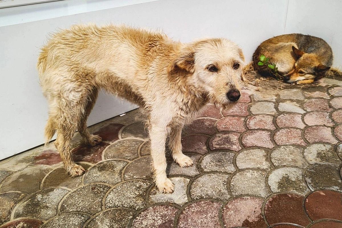 Стало известно, сколько волгоградцев пострадали от нападений животных