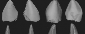 Зубы древнейшего и редкого теризинозавра найдены в Британии
