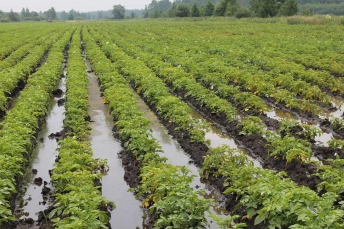 В Новгородской области ввели режим ЧС из-за затопления полей