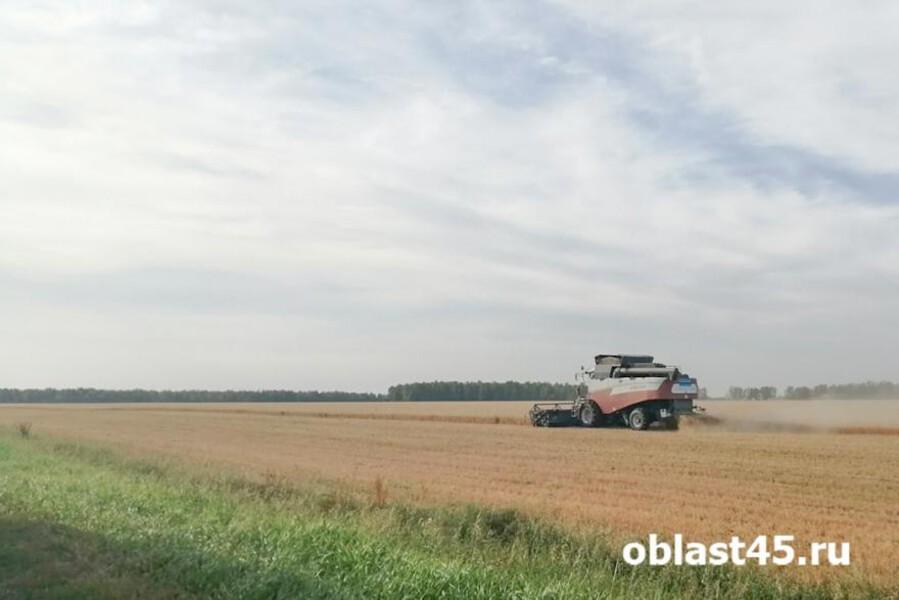 Рекордный урожай в Курганской области: более 2 млн тонн зерна