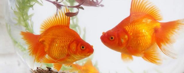 Золотые рыбки способны управлять созданной специально для них машиной
