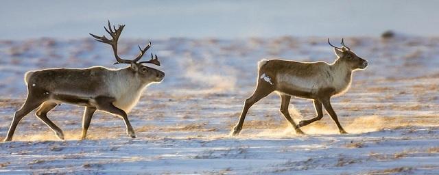 В зоопитомнике Воронежа поселилась самка оленя