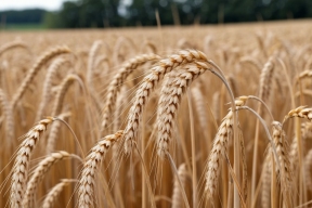 Russian authorities for the first time in three years completely canceled the duty on wheat exports
