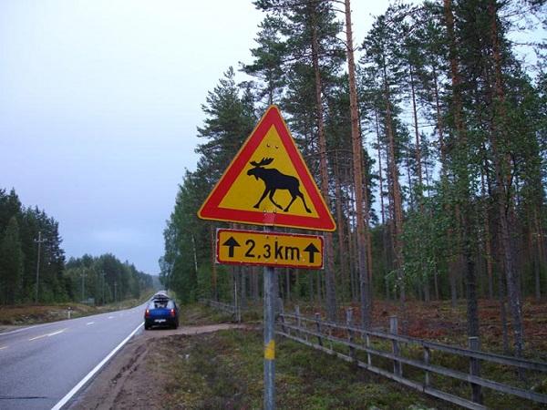 В Приморском районе Петербурга на КАД сбили лося