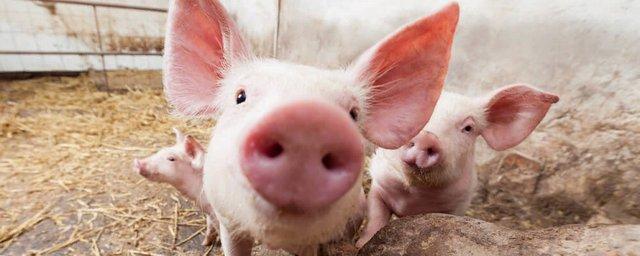 Человеку пересадили кожу генетически модифицированной свиньи