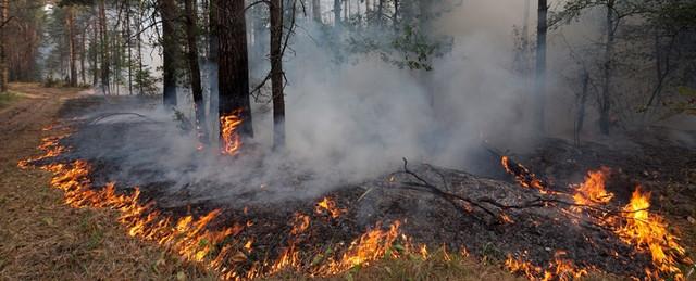 В Тульской области объявили о начале пожароопасного сезона
