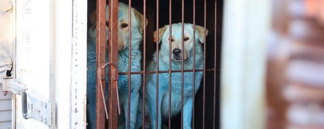 Две «синие собаки» будут жить на территории гаража администрации Дзержинска