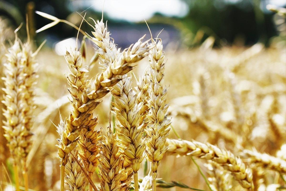 Russian scientists have proposed a way to significantly increase wheat yields