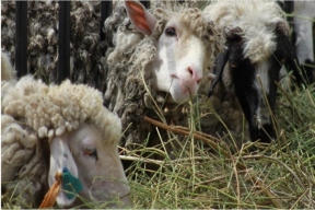 В Татарстане после проведенного обряда жертвоприношения мясо животных раздадут нуждающимся