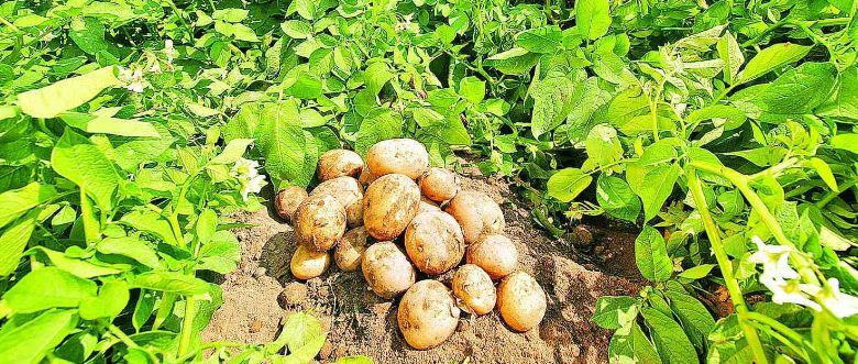 Отросшая картошка. Селекционеры Удмуртии вывели новые сорта картофеля. Картофель Сокур купить Новосибирск.