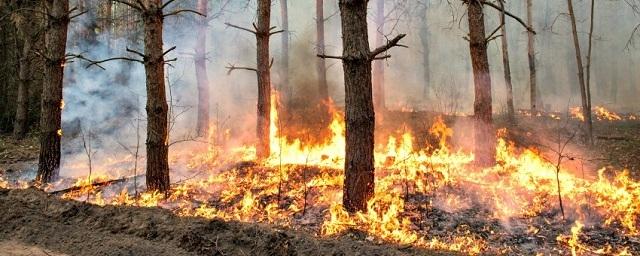 В Подмосковье 1500 человек занимаются профилактикой лесных пожаров