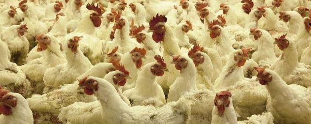 В Минсельхозе договорились с производителями о стабильной стоимости мяса птицы